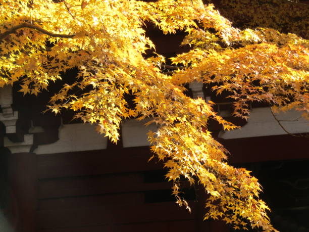 istock Japan. November. Sun plays with leaves of maple tree. 1389061333