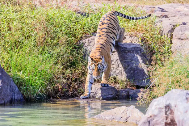 Photo of tiger stepping in for a drink