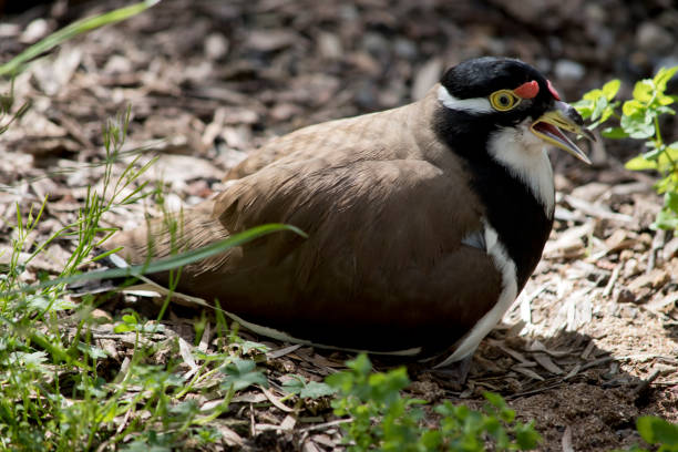 istock the banded lapwing is asitting on her chicks 1389066606