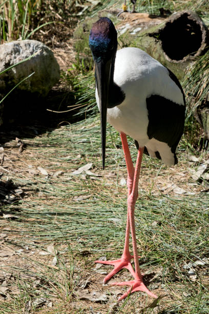 istock the black necked stork is a tall bird with a long black beak 1389066620