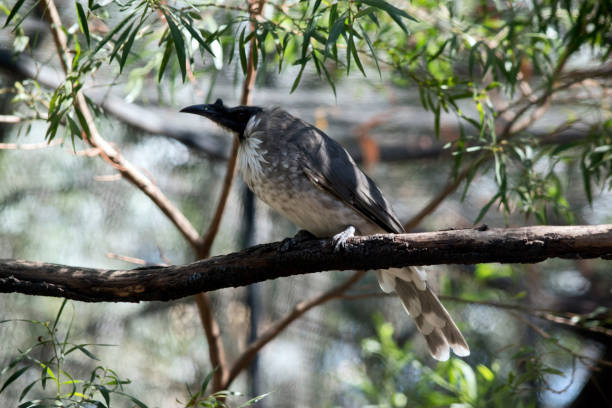 istock this is a side view of a frair bird 1389066659