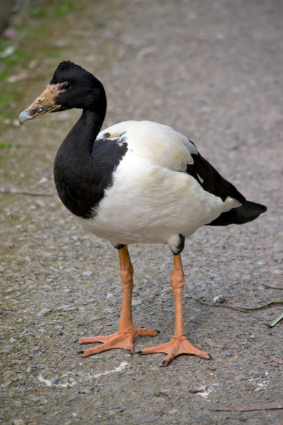 istock the magpie goose is looking for food 1389066681