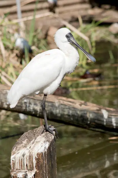 the royal spoonbill is a large white seabird with black legs and beak