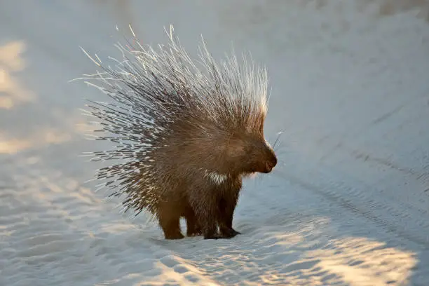 Alert Cape porcupine (Hystrix africaeaustralis) with erect quills, South Africa