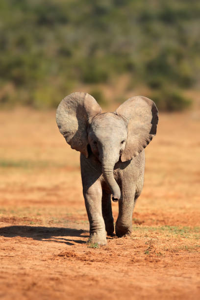 ein süßes baby afrikanischer elefant, addo elephant national park, südafrika - addo south africa southern africa africa stock-fotos und bilder
