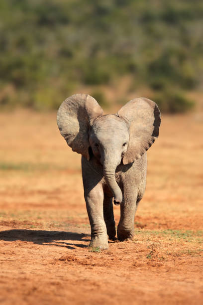 uroczy słoniątko afrykańskie, park narodowy addo elephant, republika południowej afryki - addo south africa southern africa africa zdjęcia i obrazy z banku zdjęć