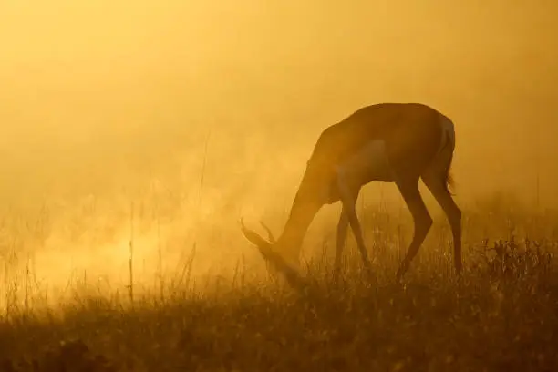 Springbok antelope (Antidorcas marsupialis) in dust at sunrise, Kalahari desert, South Africa