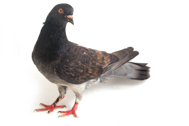 istock grey black pigeon or dove isolated on a white background 1389069240
