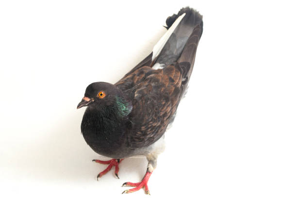 istock grey black pigeon or dove isolated on a white background 1389069271
