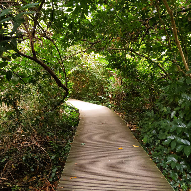 tree-lined wooden trail in the forest