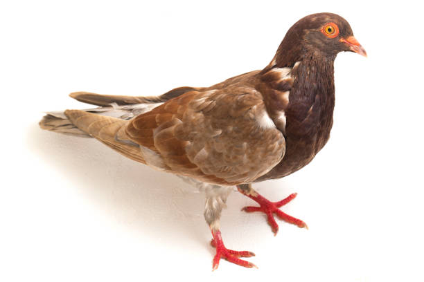 istock common brown pigeon  on a white background 1389073000