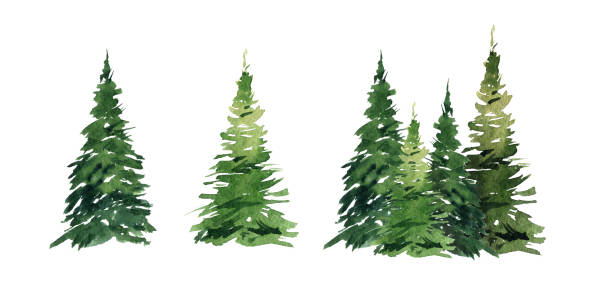 istock Watercolor image of trees on a white background, pine plant, forest, garden illustration 1389073998