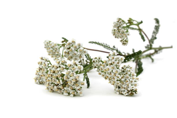 istock On a white background lies a yarrow flower. 1389074331