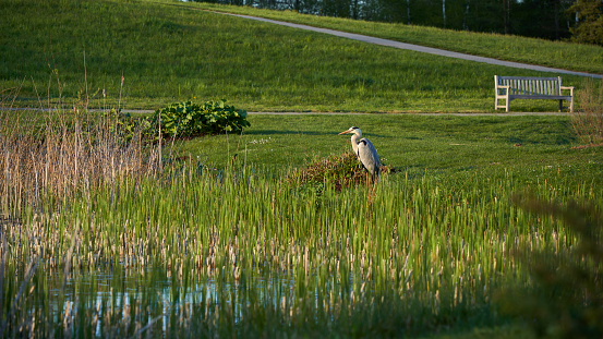 1 Heron (Ardea cinerea, Graureiher). Water bird lurking on the green pond bank. Sea grass in the foreground, park bench in the background. path leads up the hill.