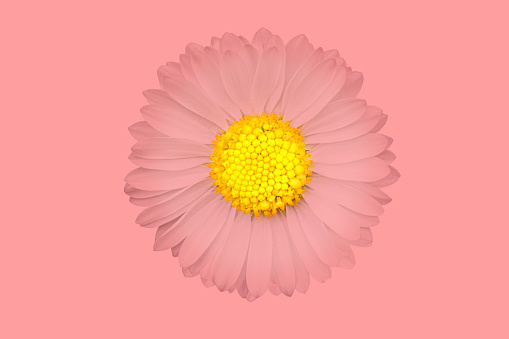 Daisy blossom over pink background