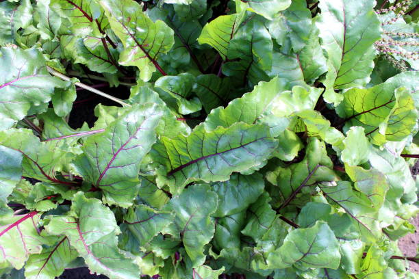 Red beet grass under sunbeams.