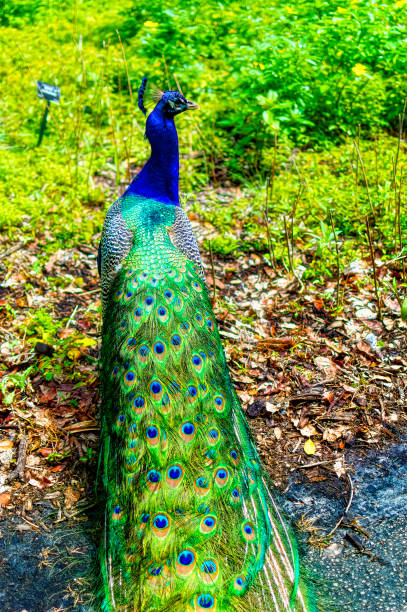 istock Peacock male standing surrounded by natural greenery. 1389077852