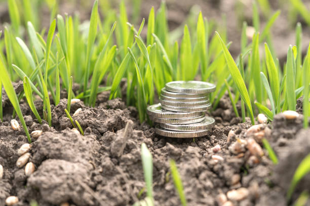 Manets stacked on a field with grain. Agriculture and business. Financing of agriculture. Agrarian and industry.