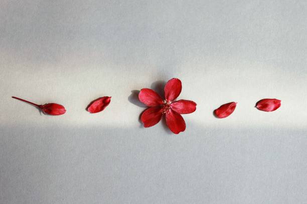 istock Minimal design with red blossom line on grey background 1389089051
