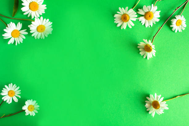 istock Summer background. Chamomile on the green background. Top view. Copy space. 1389089320