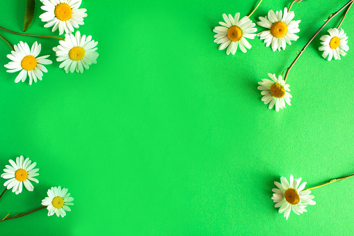 Summer background. Chamomile on the green background. Top view. Copy space.