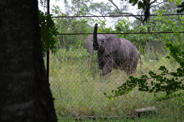 istock Baby Elephant behind an electric fence. 1389089343