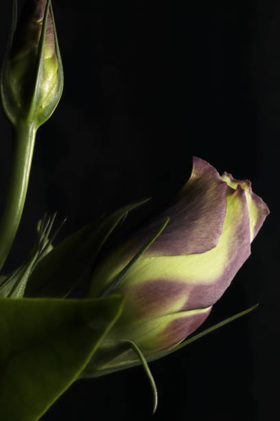 istock close-up bud rose on dark background 1389089419