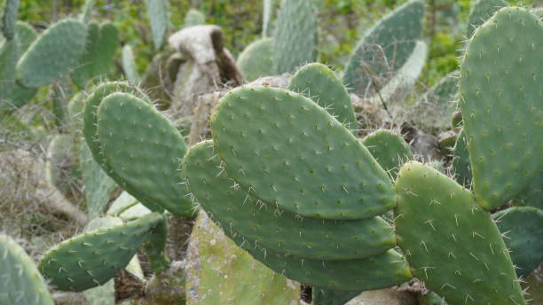 pianta di cactus sabra, israele. cactus opuntia con grandi cuscinetti piatti e frutti commestibili spinosi rossi. fichi d'india frutta - prickly pear pad foto e immagini stock