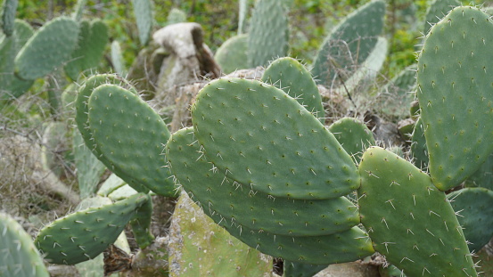 Sabra cactus plant, Israel. Opuntia cactus with large flat pads and red thorny edible fruits. Prickly pears fruit