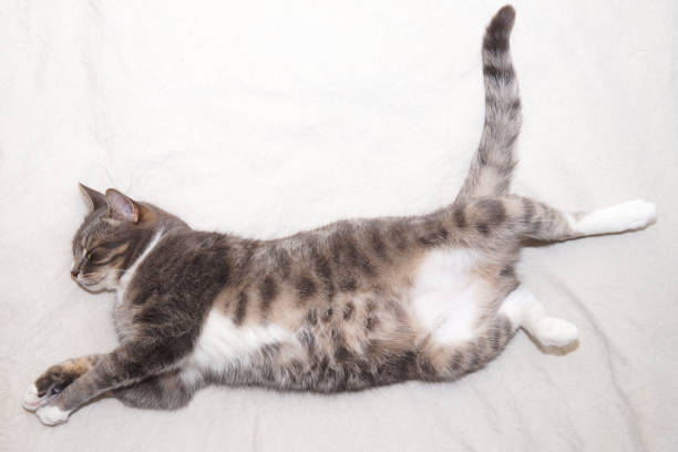 Free Stock Photo of Gray and White Cat Laying on Top of a Bed ...