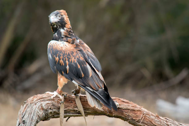 istock the black breasted buzzard is a large bird and is sometimes is mistaken for an eagle 1389095806
