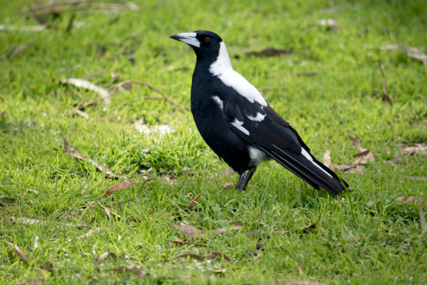 istock the magpie is a black and white bird 1389096525