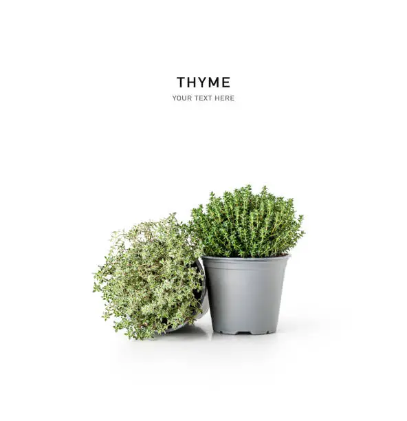 Fresh thyme in pot. Creative layout with potted herbs isolated on white background. Floral composition. Design element. Healthy eating and alternative medicine concept