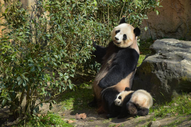 istock Young panda with his mother in nature 1389097617