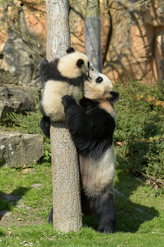 young panda climbing a tree under the supervision of his mother in a park
