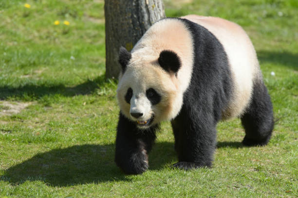 istock beautiful panda in the nature 1389097659
