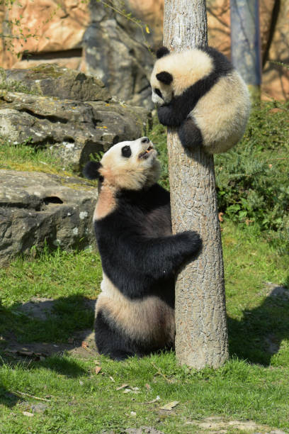 istock young panda climbing a tree under the supervision of his mother 1389097660