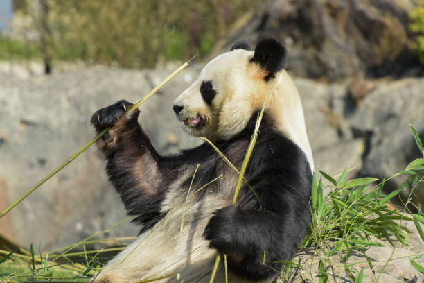 istock female panda eating bamboo 1389097714