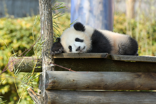 Young panda sleeping in nature in a park in France