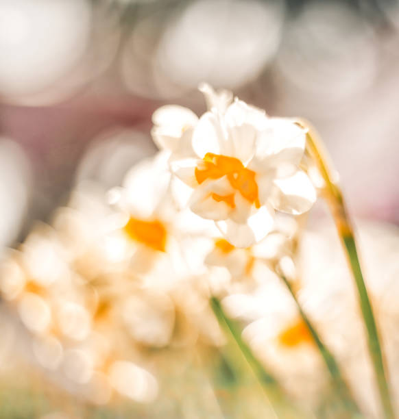 istock flowers and insects in spring 1389099084