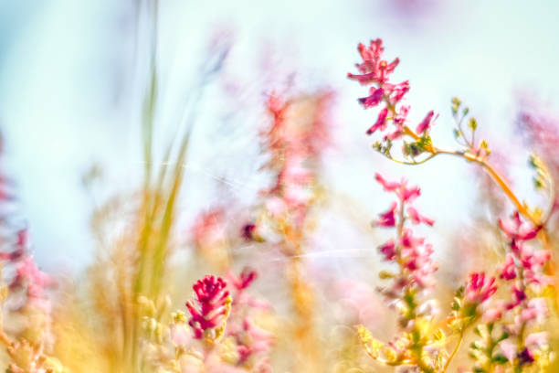 flowers and insects in spring