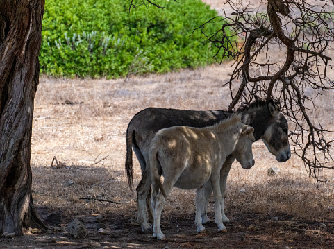 Wild donkeys in the Asinara island