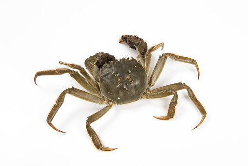 The live hairy crab isolated on white background