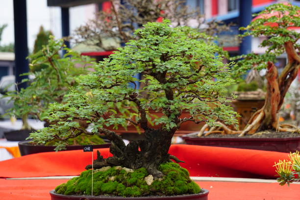 istock Green beautiful bonsai with a natural background 1389100246