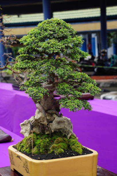 istock Green beautiful bonsai with a natural background 1389100285