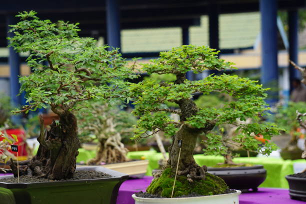 istock Green beautiful bonsai with a natural background 1389100388