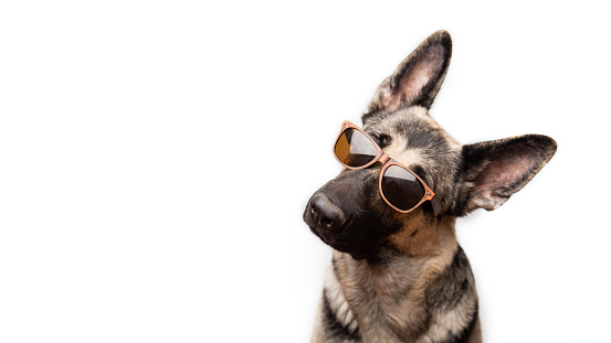 Portrait of a purebred red German shepherd in sunglasses on a white background with place for text. copy space