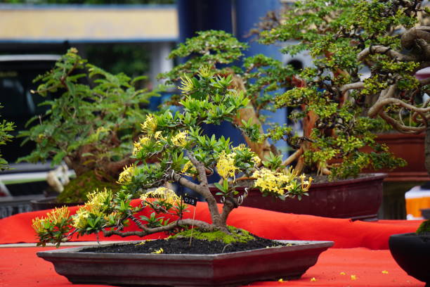 istock Green beautiful bonsai with a natural background 1389101261