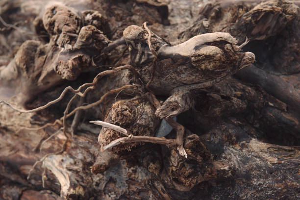 istock Close-up of intertwining naked tree roots, wood texture. Old ancient twisted tree roots. The concept of complexity and wisdom. a non-standard approach to the concept of time. selective soft focus 1389102795
