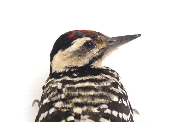 European green woodpecker (Picus viridis)